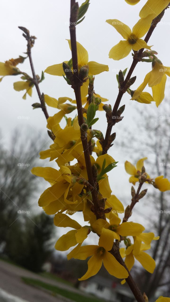 yellow shrub. Spring tree