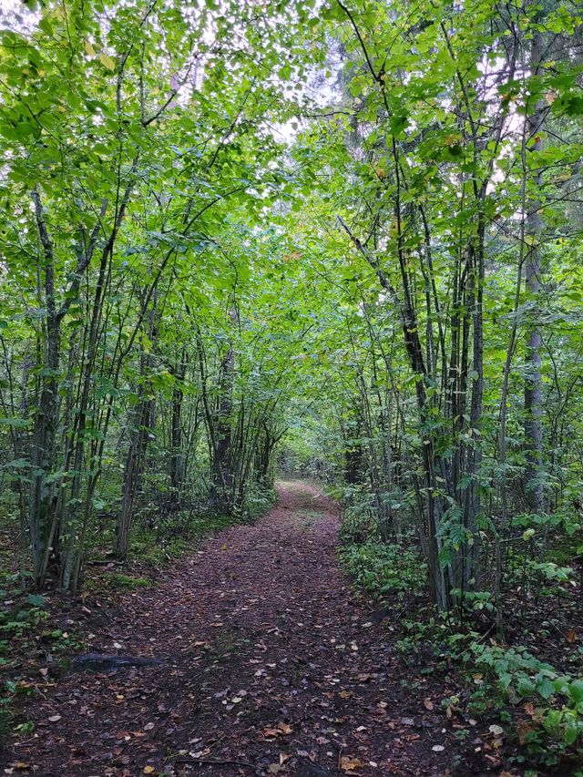 forest