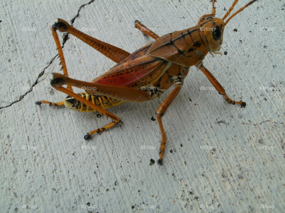 FL Grasshopper
