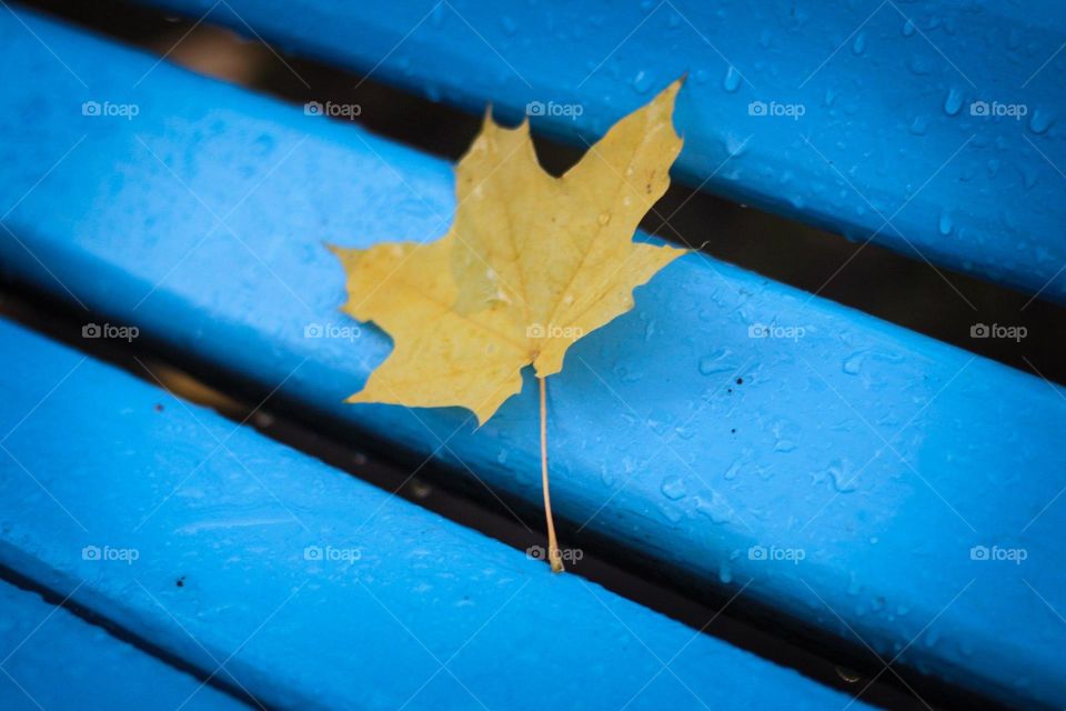  Yellow leave. Yellow leave on blue background