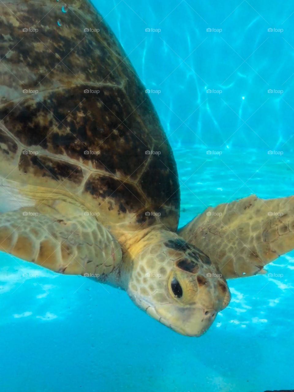 Beautiful sea turtle