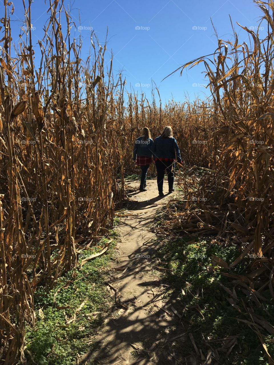 Corn Maze 