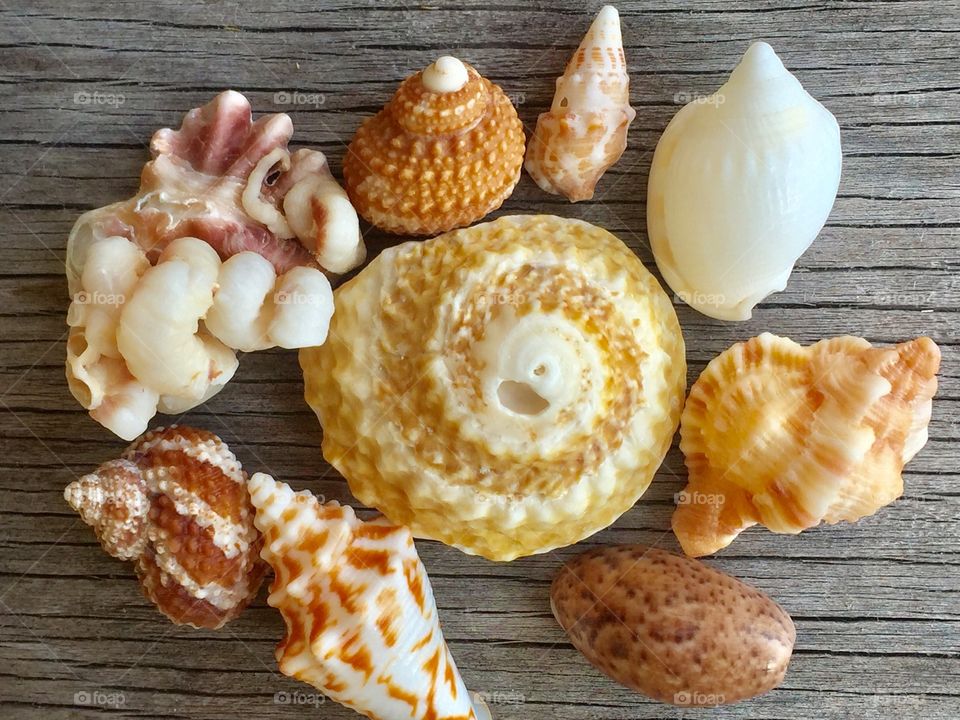 Seashells 