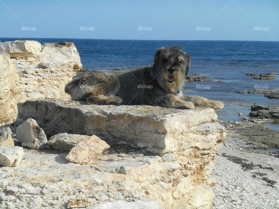 Schnauzer dog on the sea stones resting