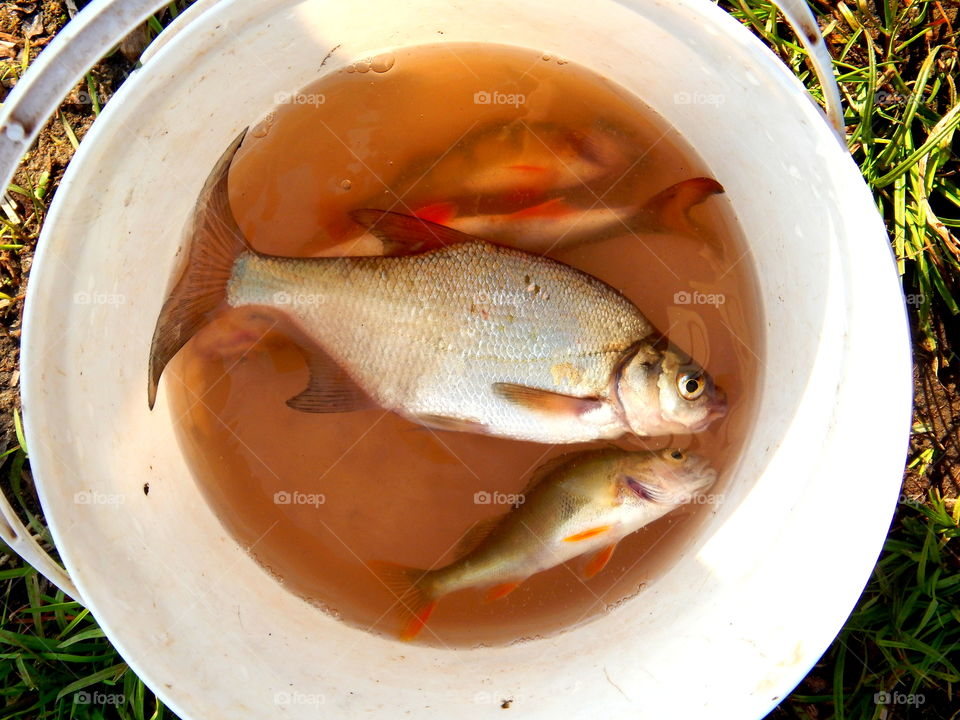 A bucket with alive fish