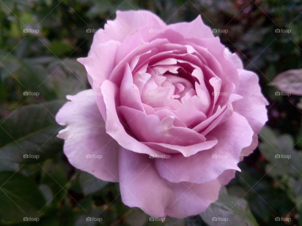 Pink Rose