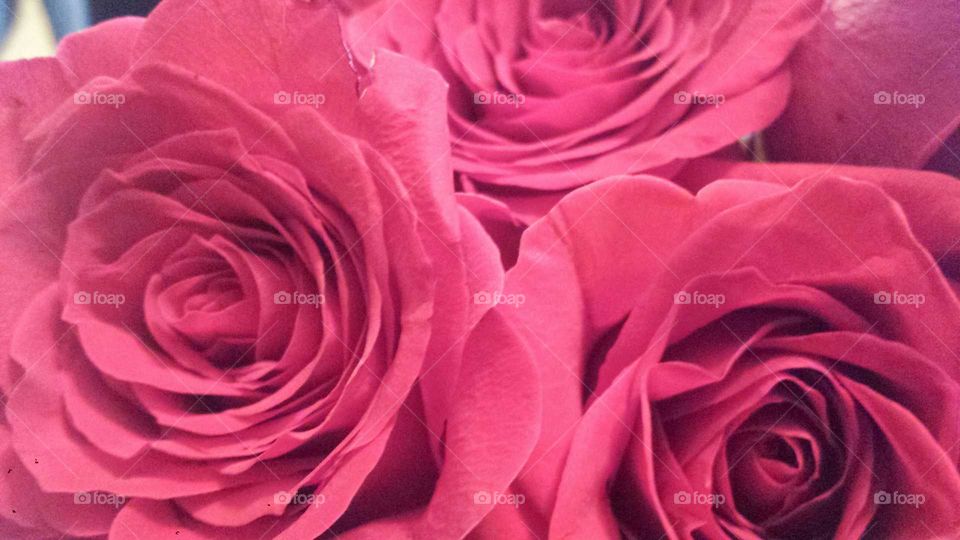 Rose, Romance, Love, Petal, Flower