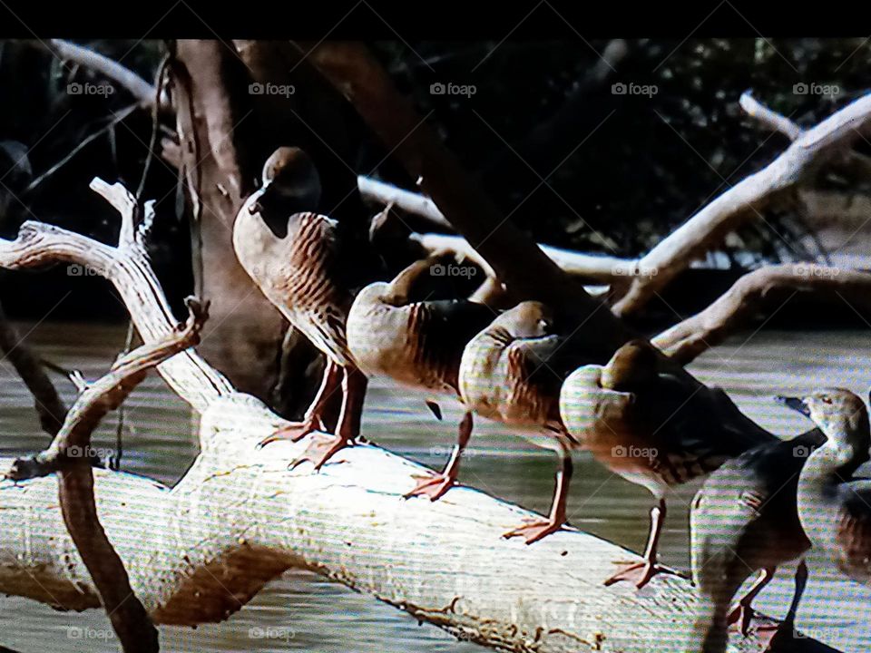 birds on branch of trees