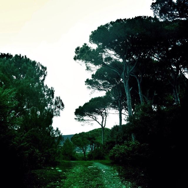 sky nature pine land by alekime