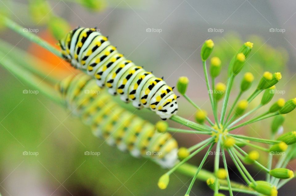 Caterpillar eating a dill stem