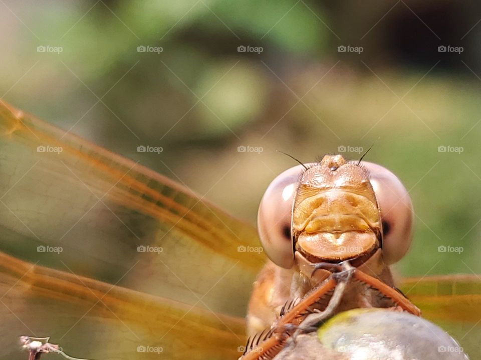 Friendly dragonfly saying hello!