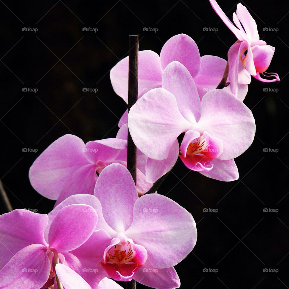 flowers pink orchid israel by hofit25