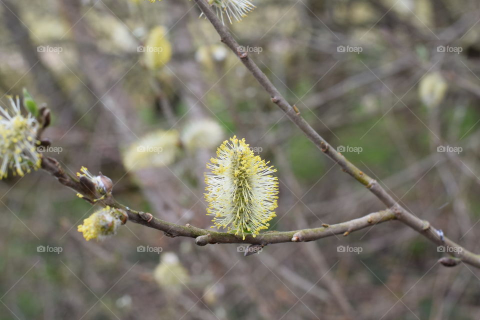 Springtime is coming