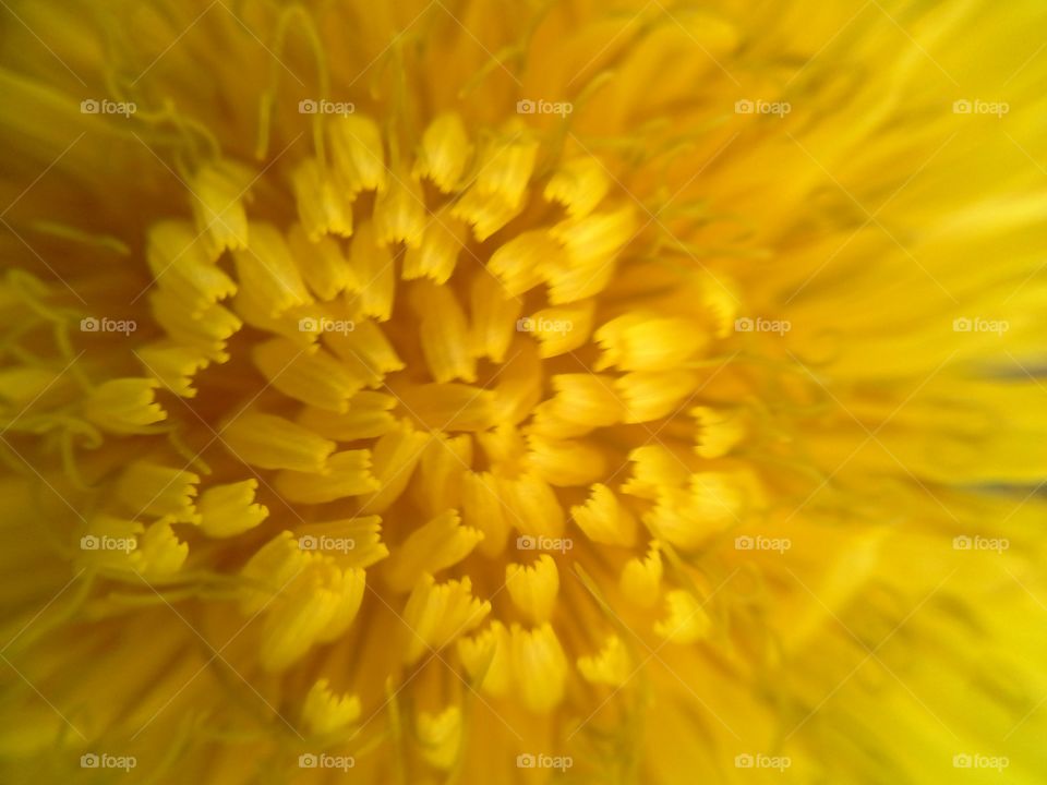 The Bud of dandelion. Yellow flowers of dandelions.. The Bud of dandelion. Yellow flowers of dandelions.