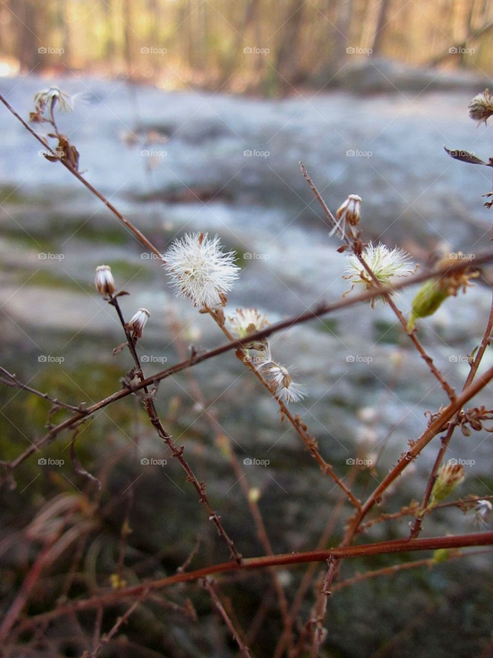 plants near a stream