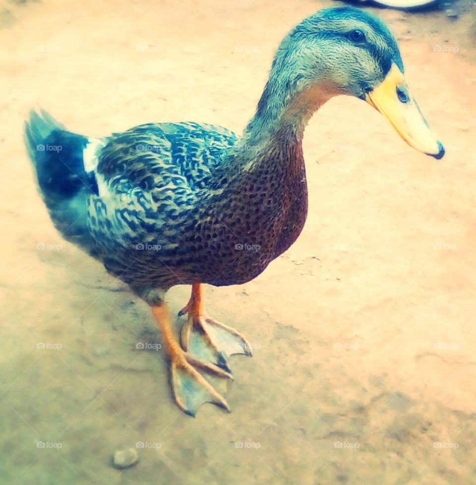 very beautiful Indian duck
