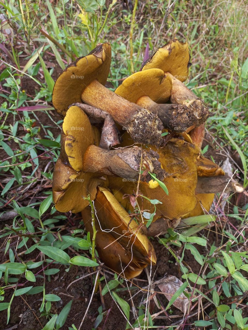 This mushroom grows wild and can be eaten with a slick process