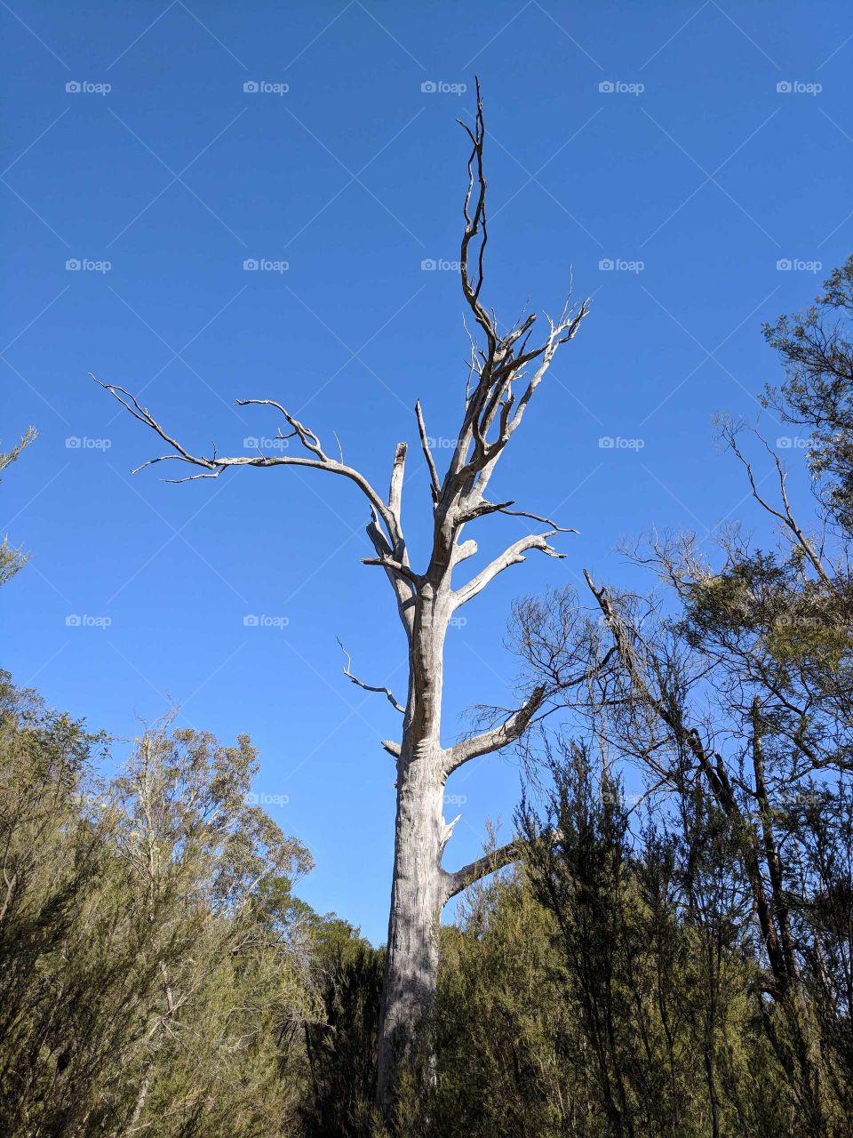 Ghostly tree