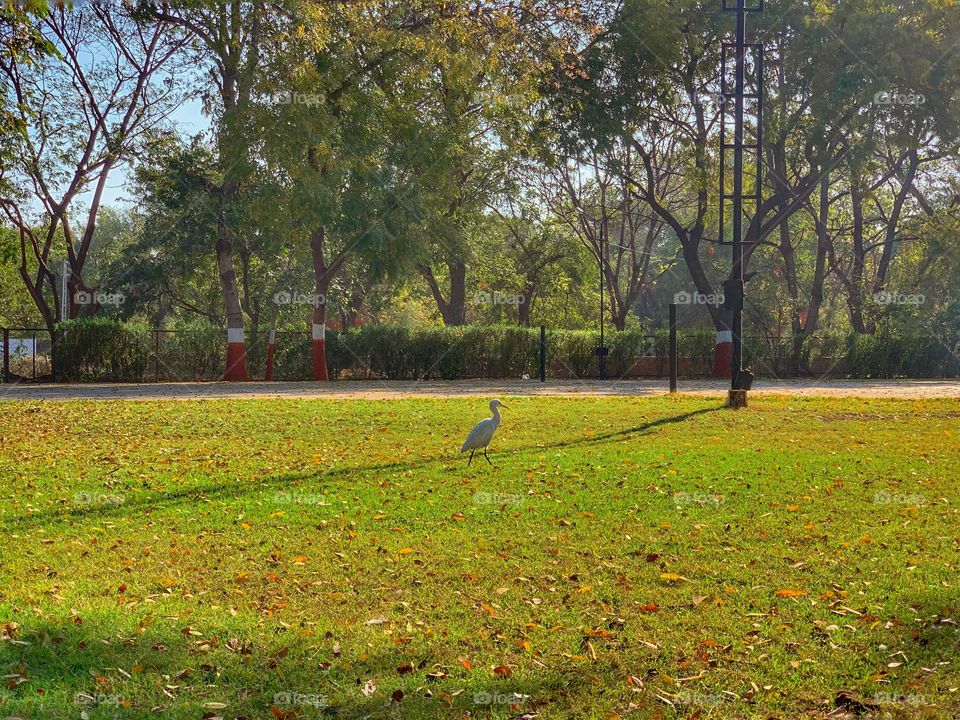 White bird in the park