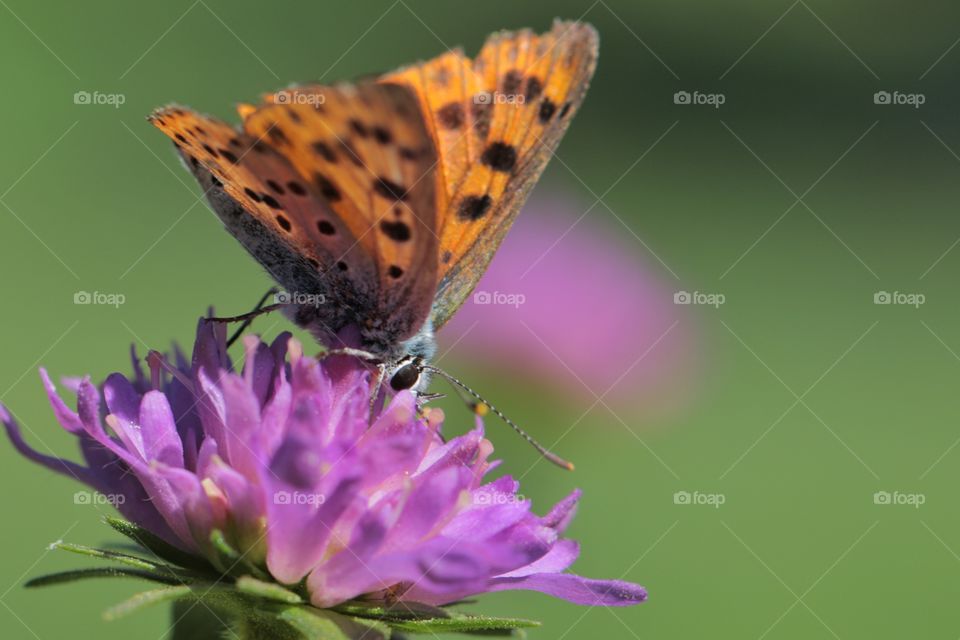 Close-up of butterfly on flower