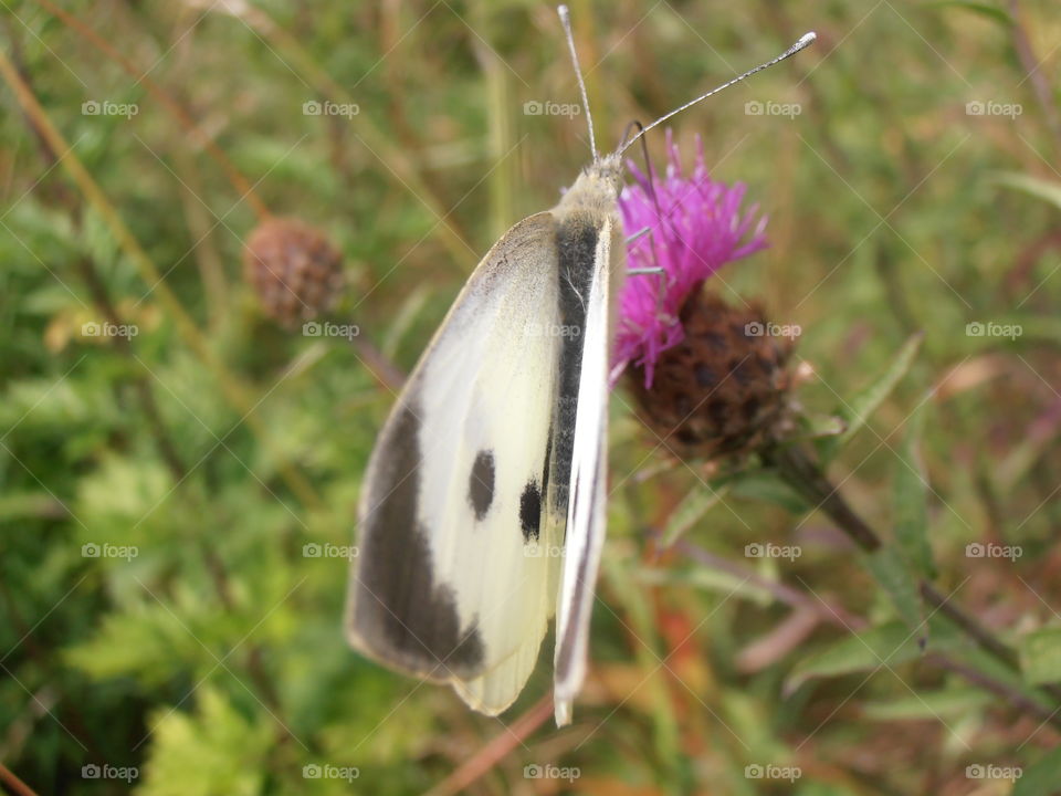 A White Butterfly On Clover