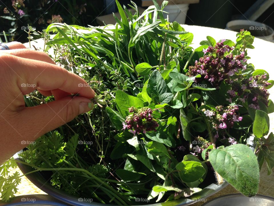 Picking herbs