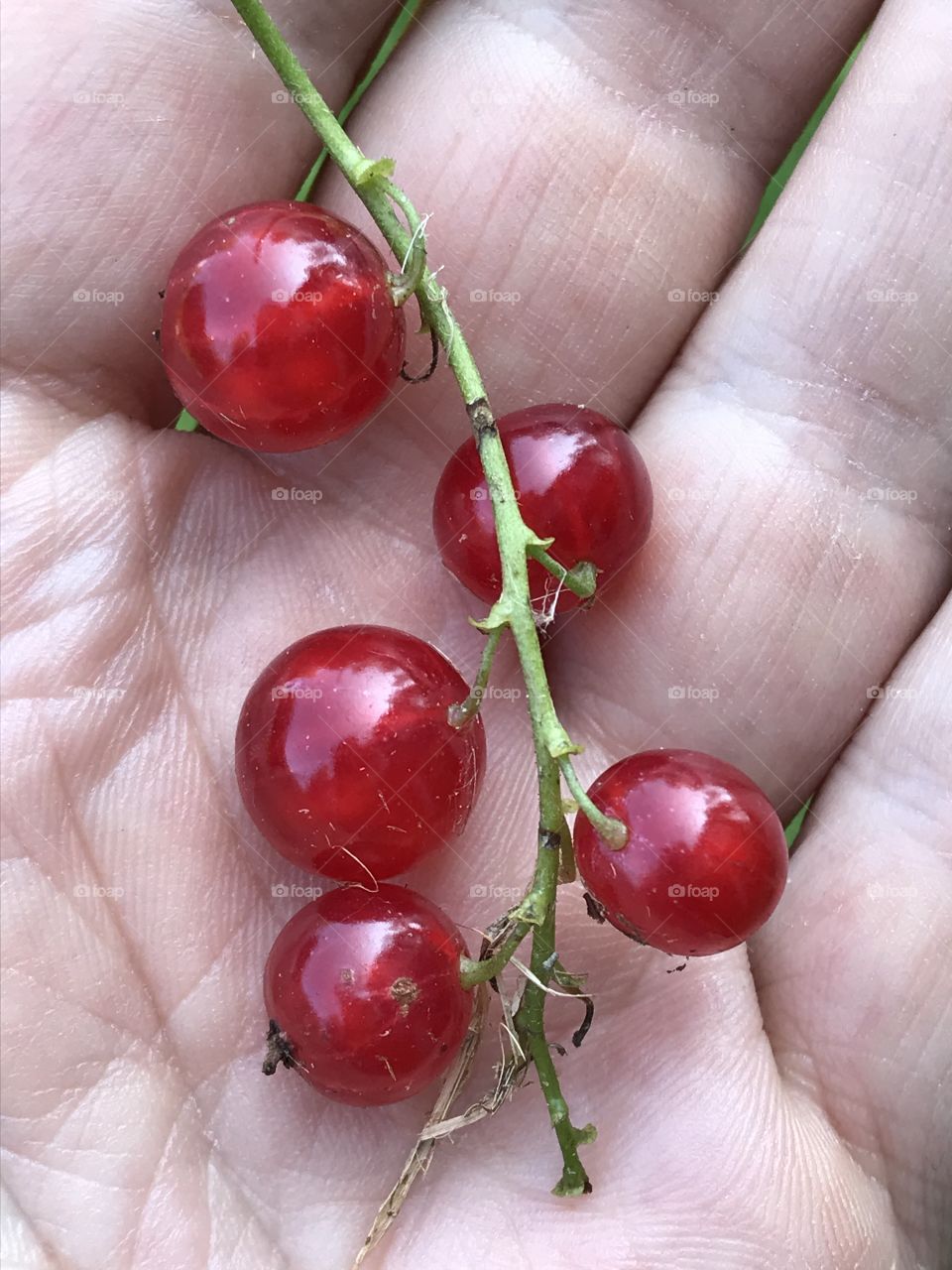 Red currents