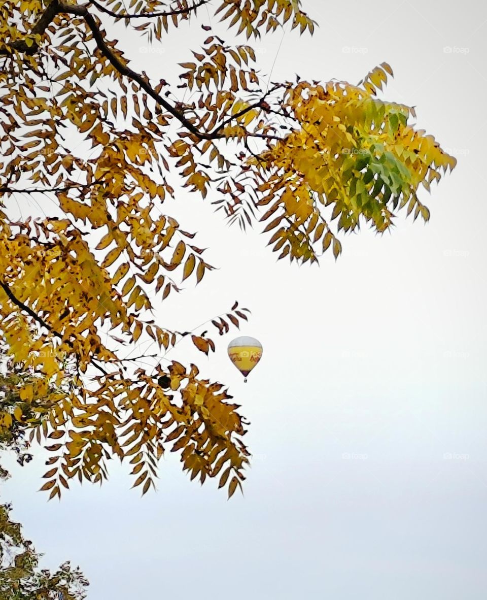 autumn balloon flights