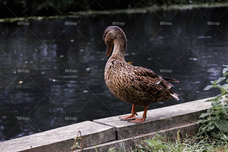 The elegant Duck