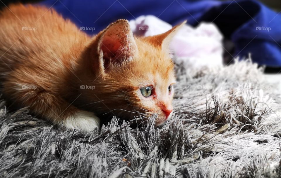 Orange Kitten creeps up