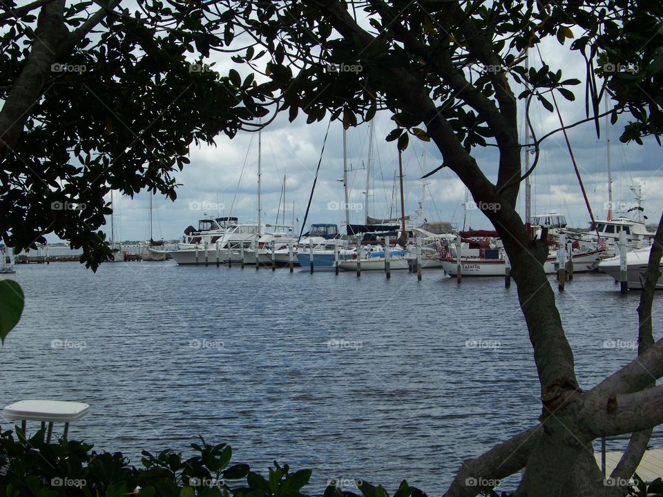 Marina boats seen through foliage