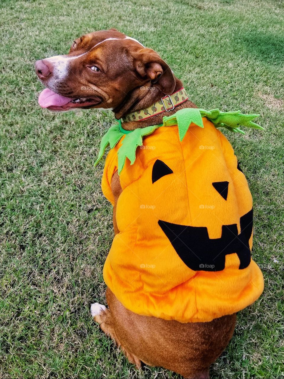 Sweet Pup Ready for Halloween in her Pumpkin Costume