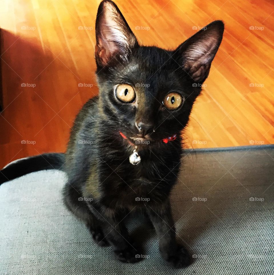 Cute Black Kitten 
