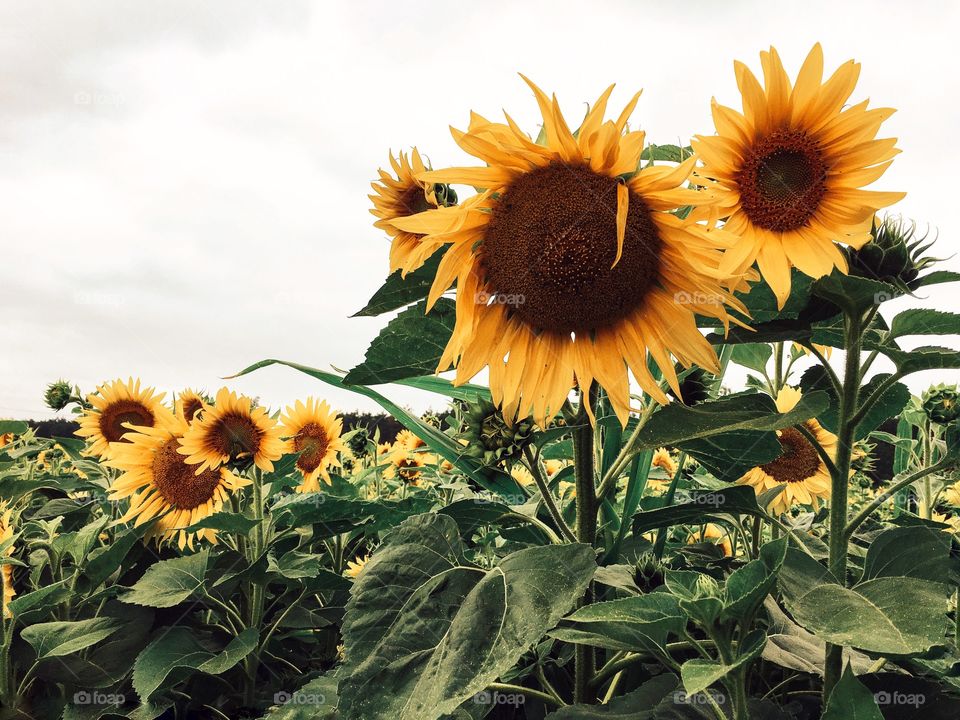 Sunflowers in bloom