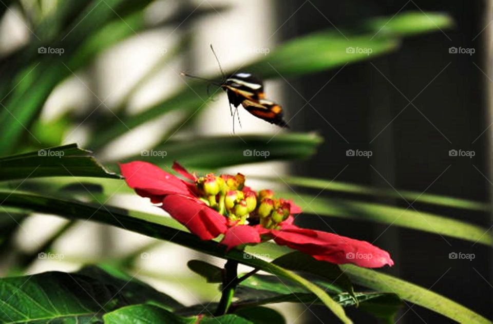 Borboleta e flor