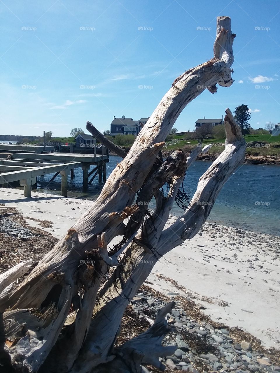 driftwood