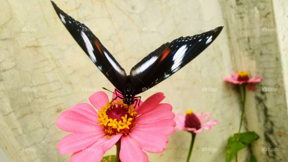 Butterflies flutter their wings in blooming flowers