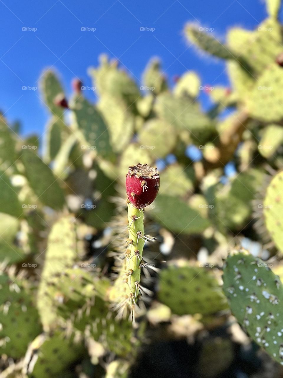 Prickly Pear