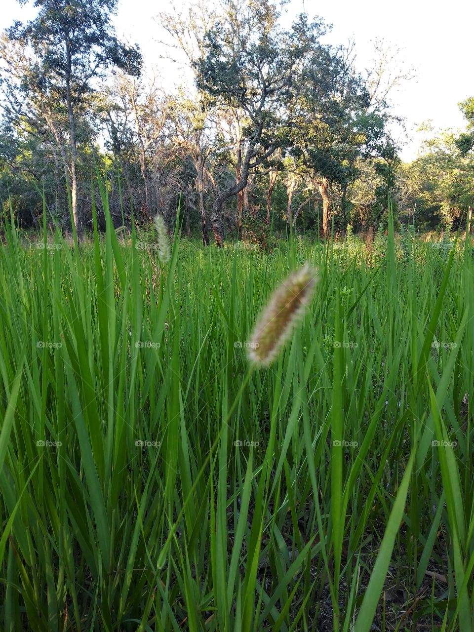 Tall grass