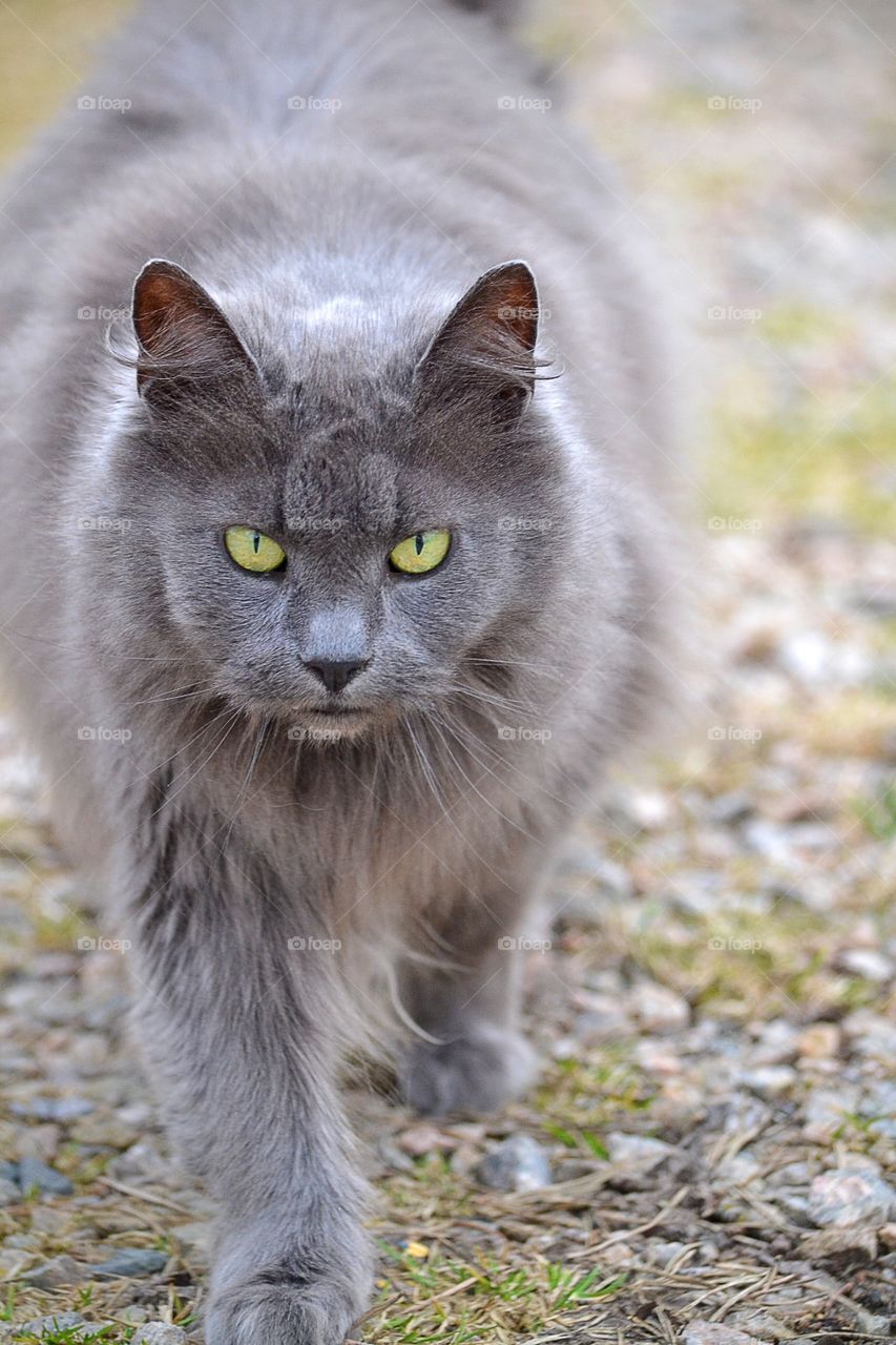 Portrait of a cat