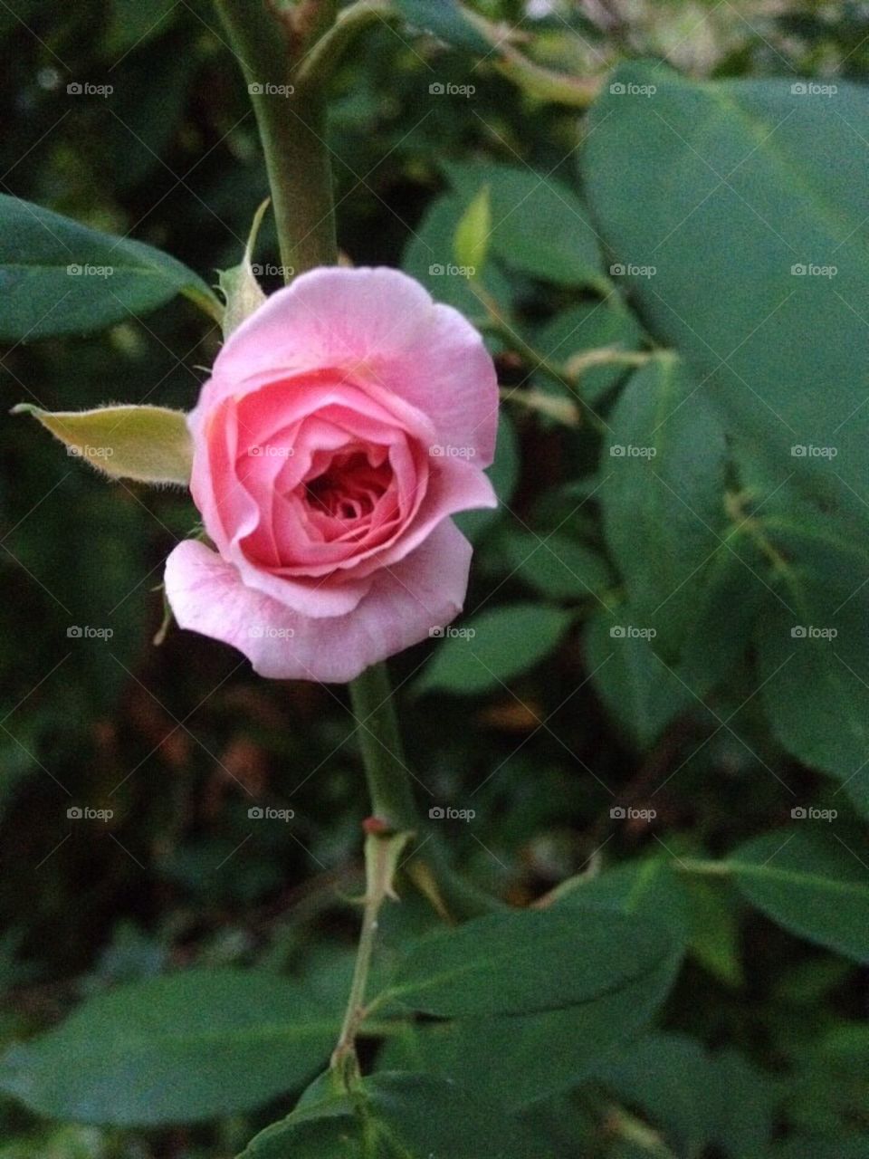 Blooming Rose