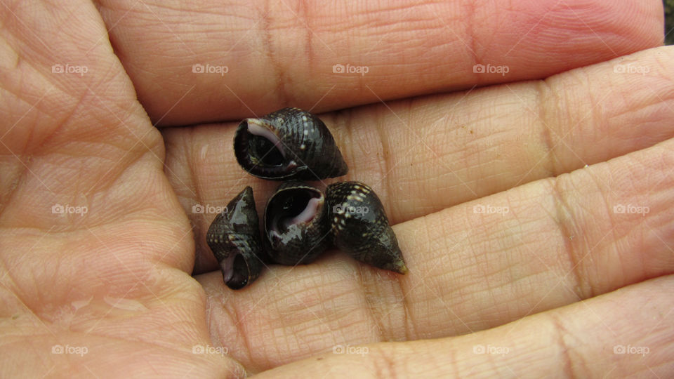 Seashell in hand close up
