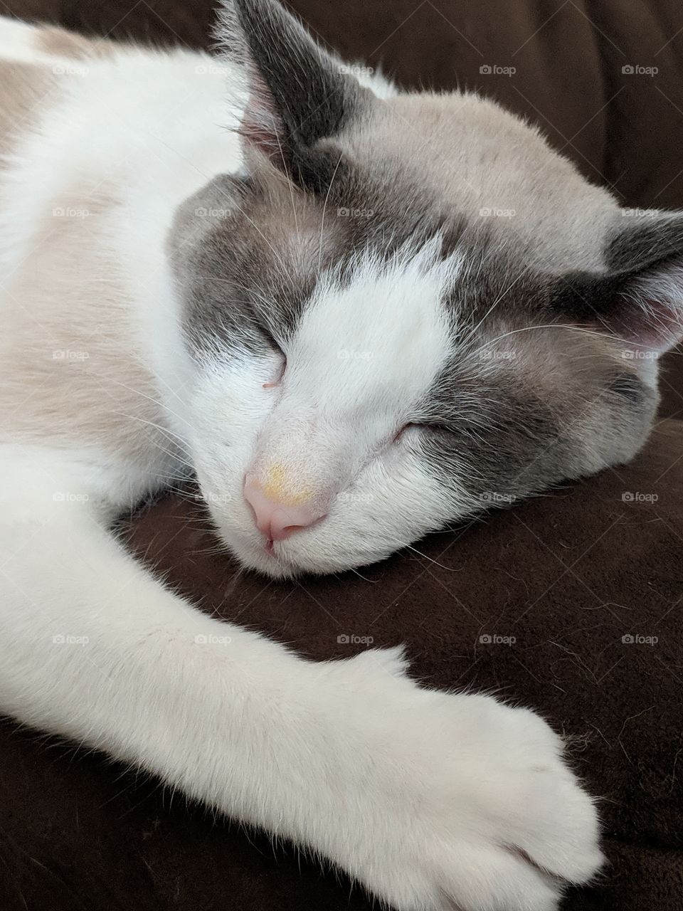 Sleepy kitten with a yellow nose