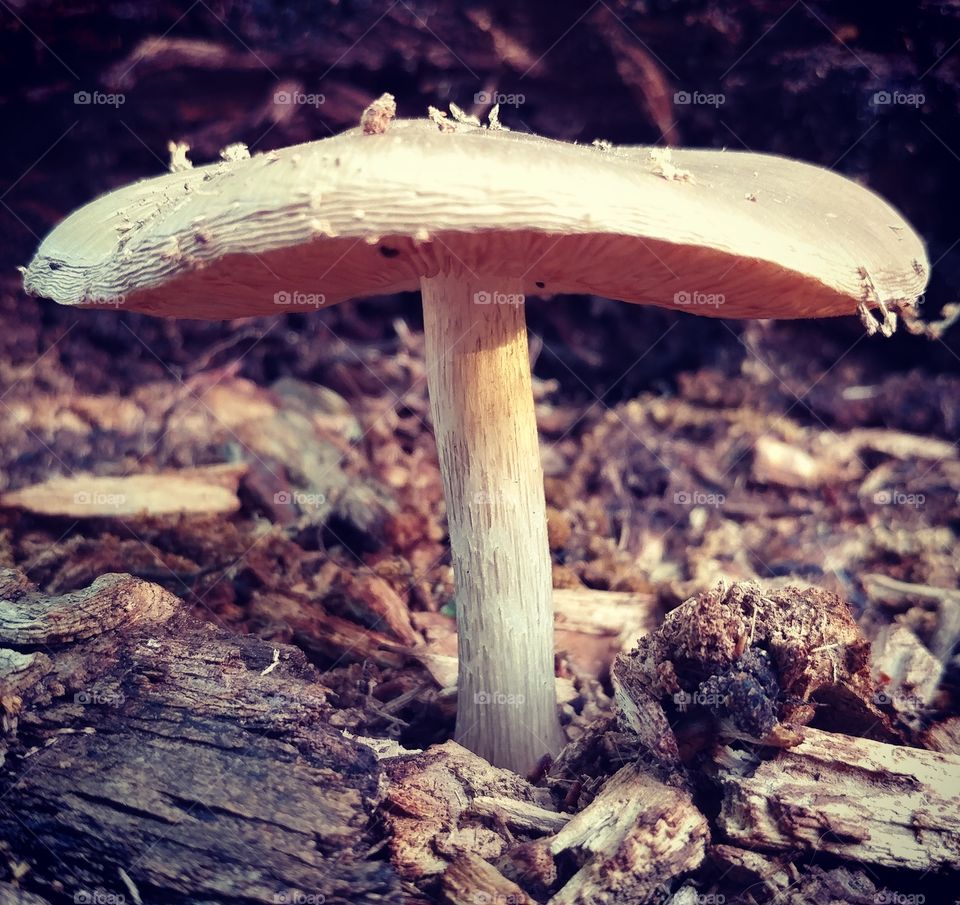 macro mushroom