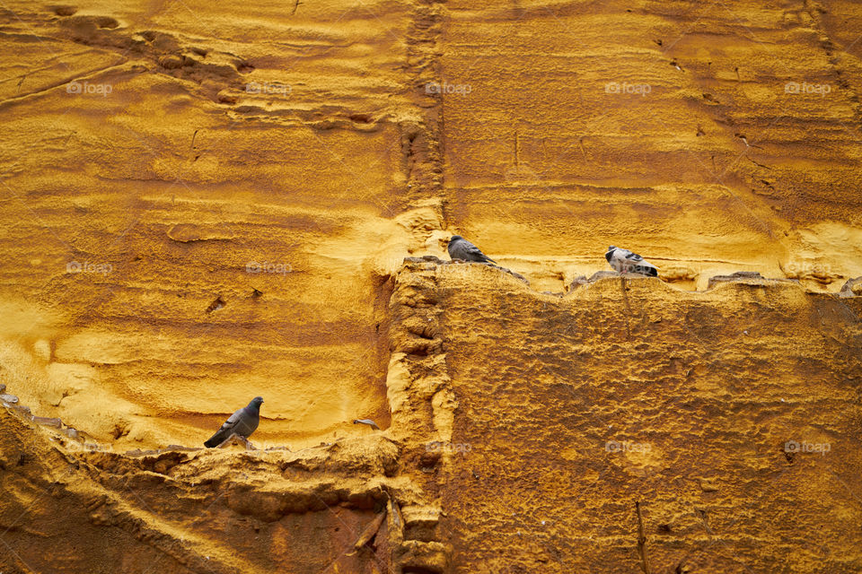 When there are no buildings birds make their home