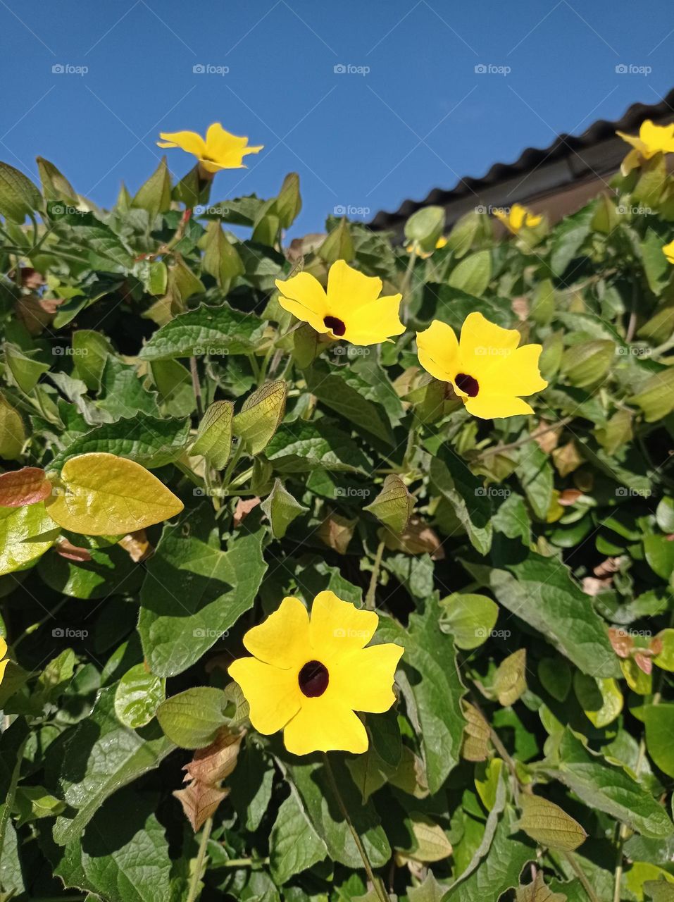 black-eyed Susan Vine / Flor trepadora amarilla