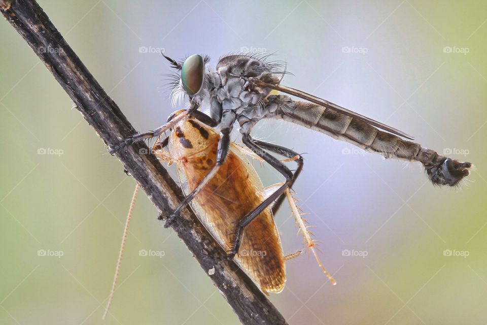 swordtail robberfly with prey