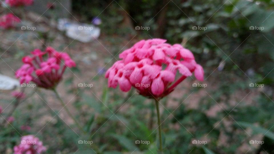 Pink petal flower... Bouquet like structure