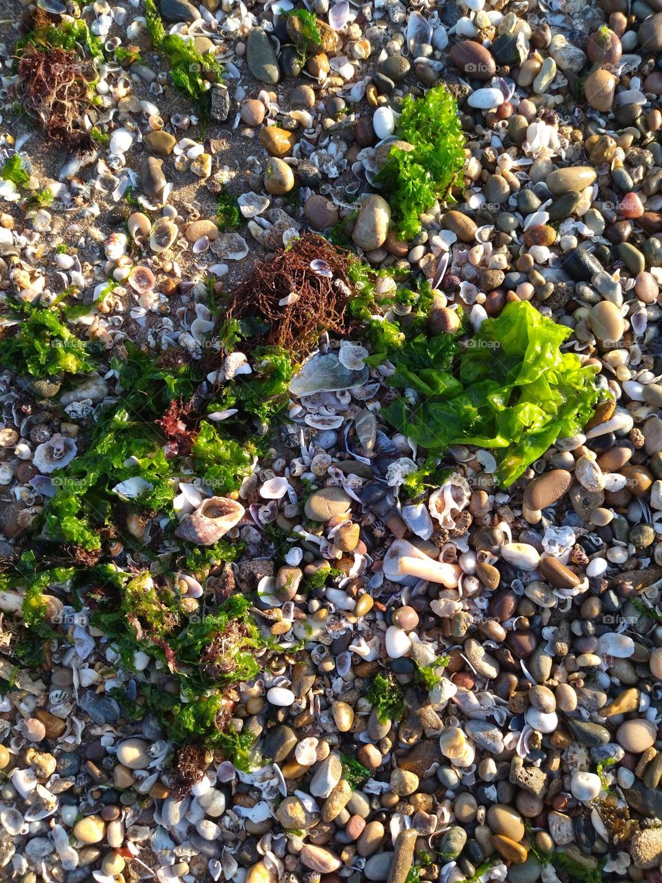 pebbles with algae