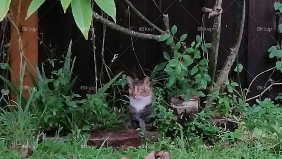 Cat hunting outdoors